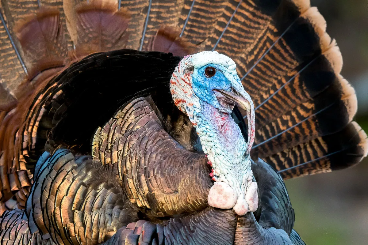 Turkey in the Straw